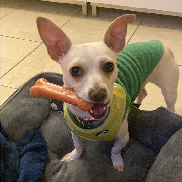 Meet your Posher, Diana - Picture 2 of 16